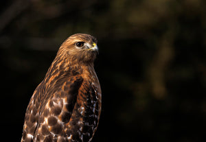 Red Shouldered Hawk