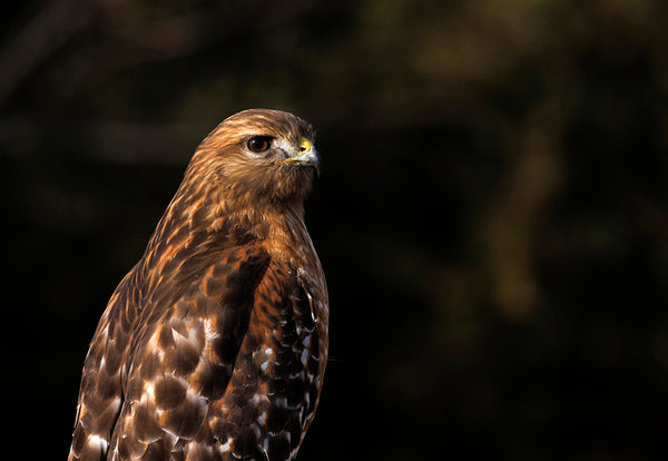 Red Shouldered Hawk