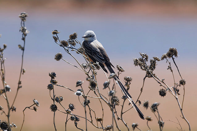 Scissortail Flycatcher