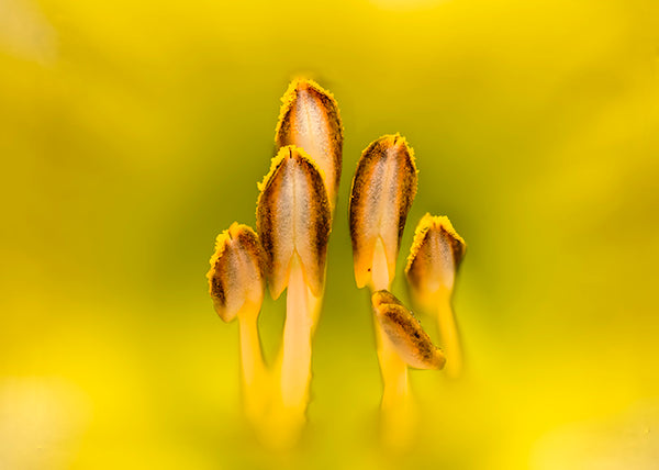 Stamen