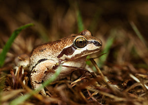 Stecker's Chorus Frog