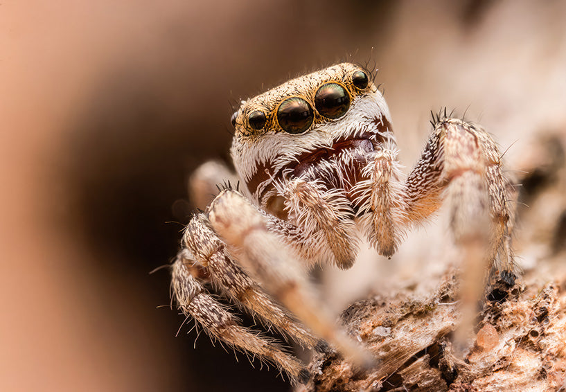 Wandering Jumping Spider Female