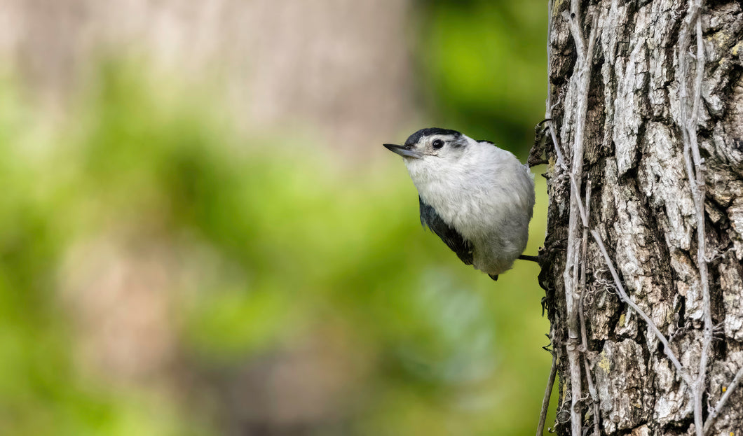 White Breasted Nuthatch