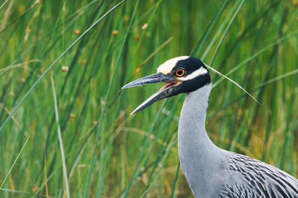 Yellow-Crowned Night Heron