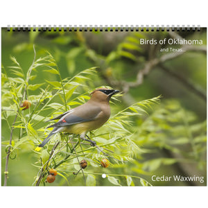 Birds of Oklahoma (and Texas)