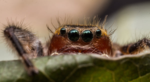 Pius Jumping Spider Puzzle