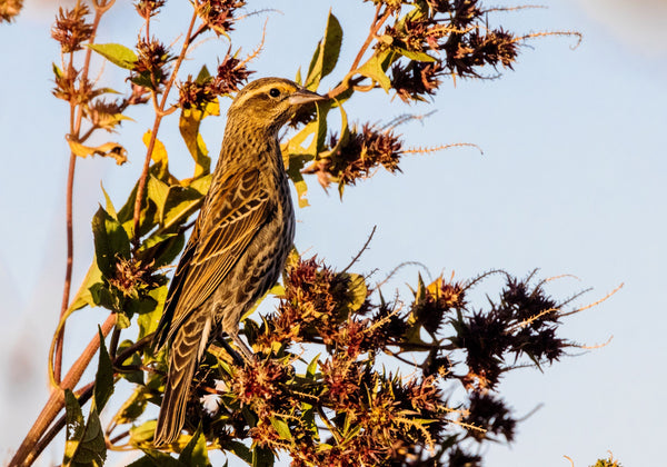 Female Red-Winged Blackbird