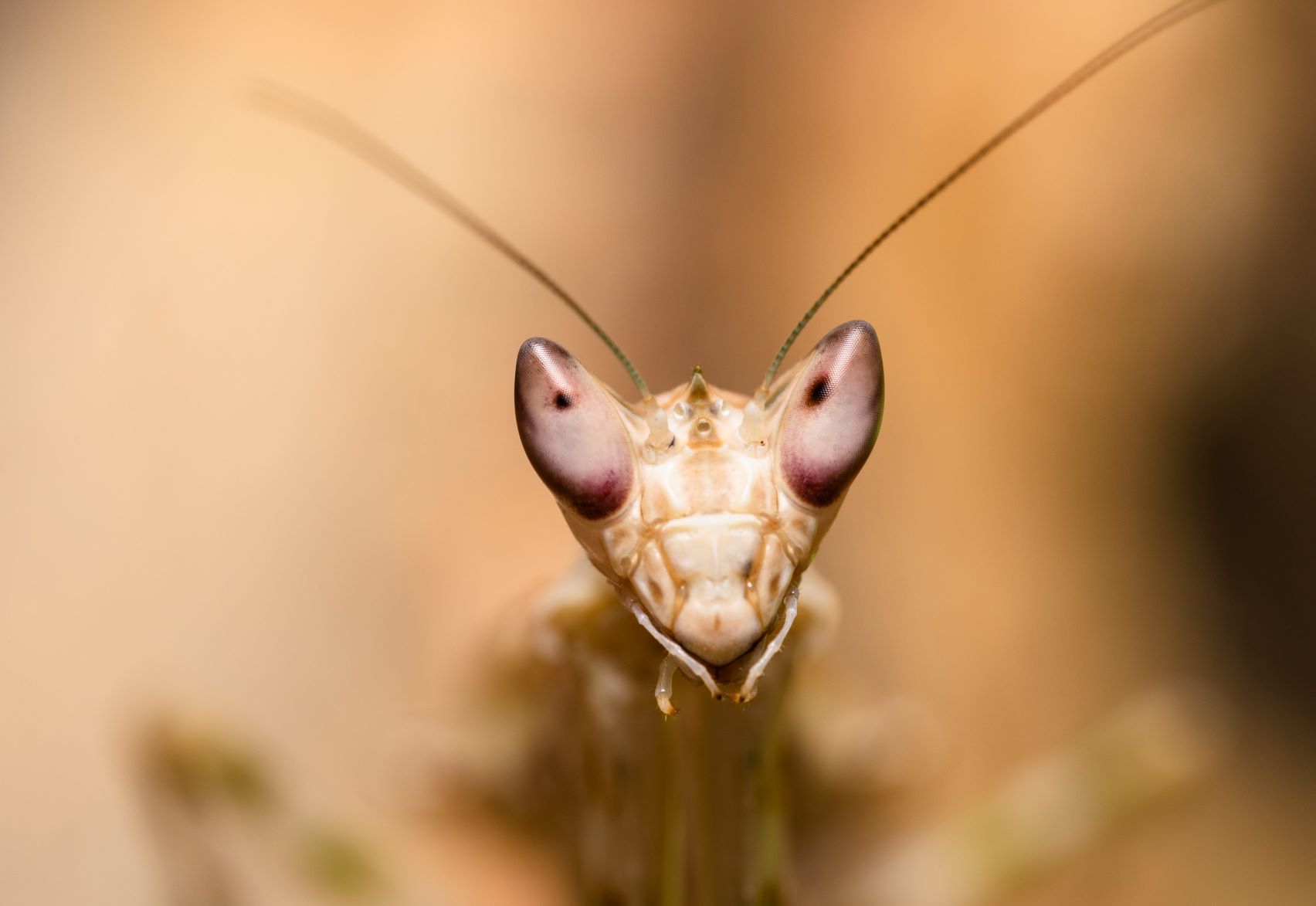 Asian Flower Mantis