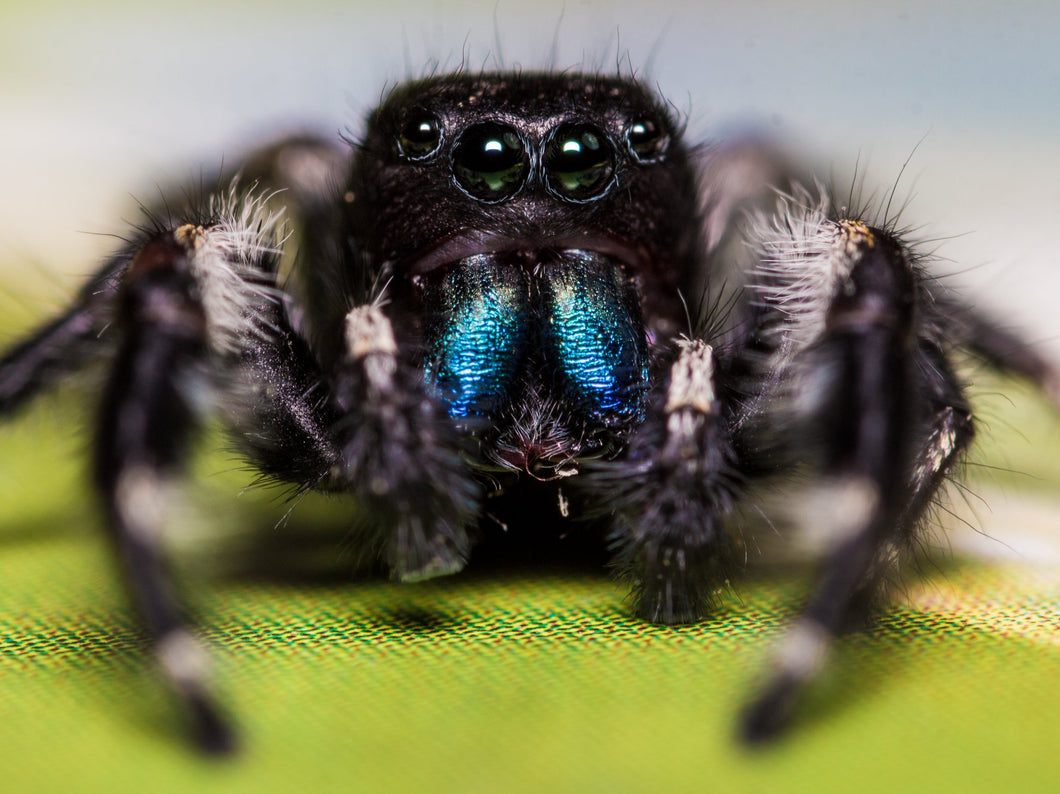 Foremost Jumping Spider