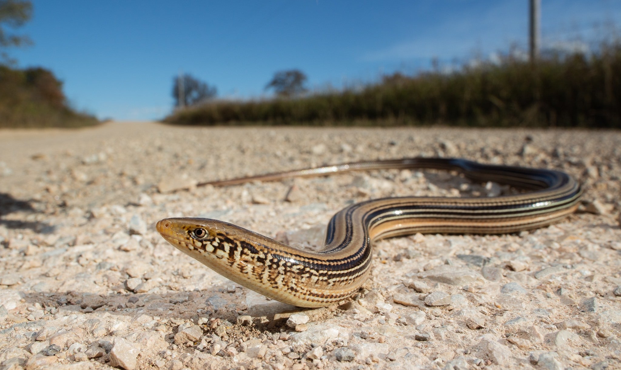 Western Glass Lizard