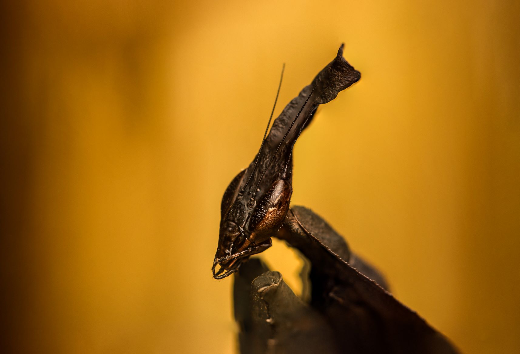 Black Ghost Mantis