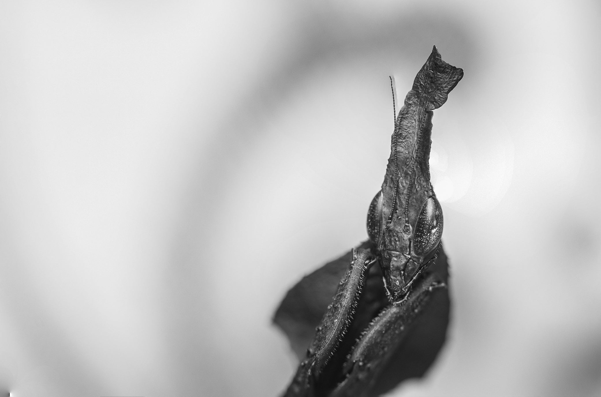 B&W Ghost Mantis