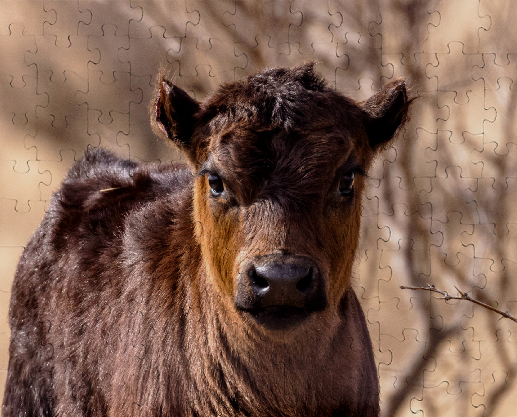 Calf Puzzle