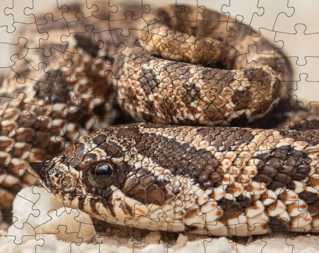 Prairie Hognose Snake Puzzle