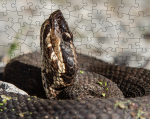 Northern Cottonmouth Puzzle