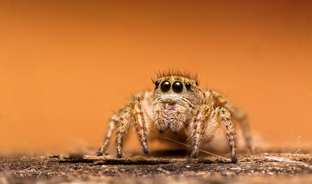 Texas Paradise Jumping Spider(3)
