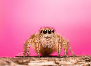Texas Paradise Jumping Spider(2)