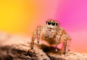 Texas Paradise Jumping Spider(4)