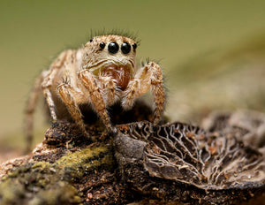 Texas Paradise Jumping Spider(1)