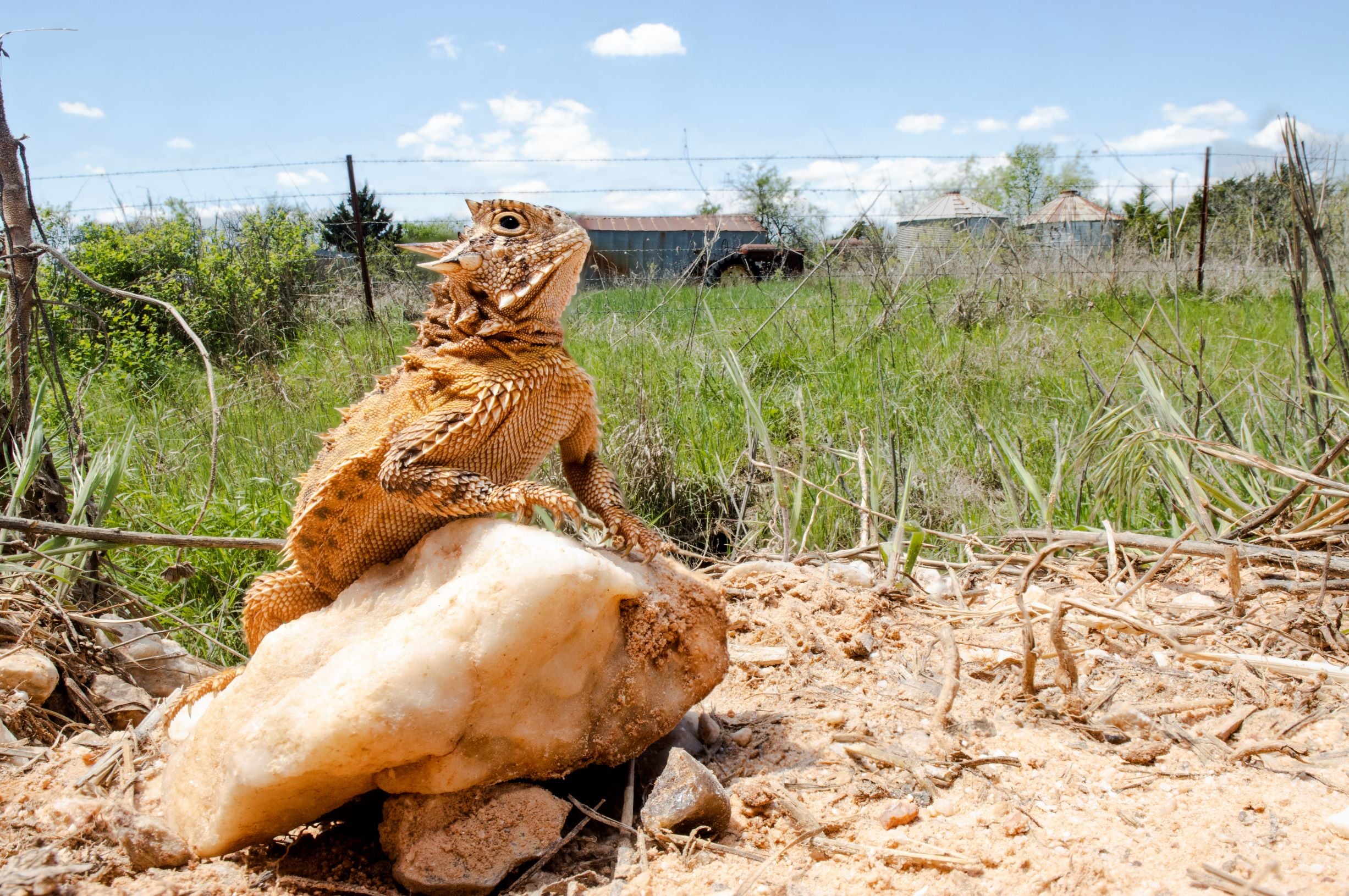 Texas Horned Lizard