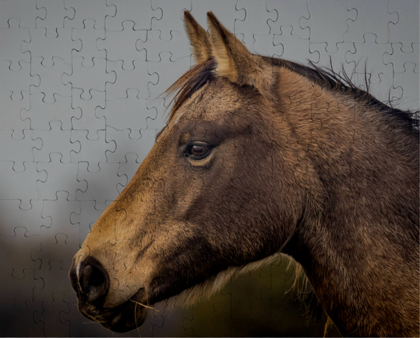 Horse Puzzle