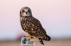 Short Eared Owl -15