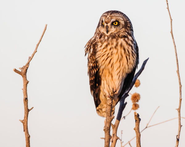 Short Eared Owl -13