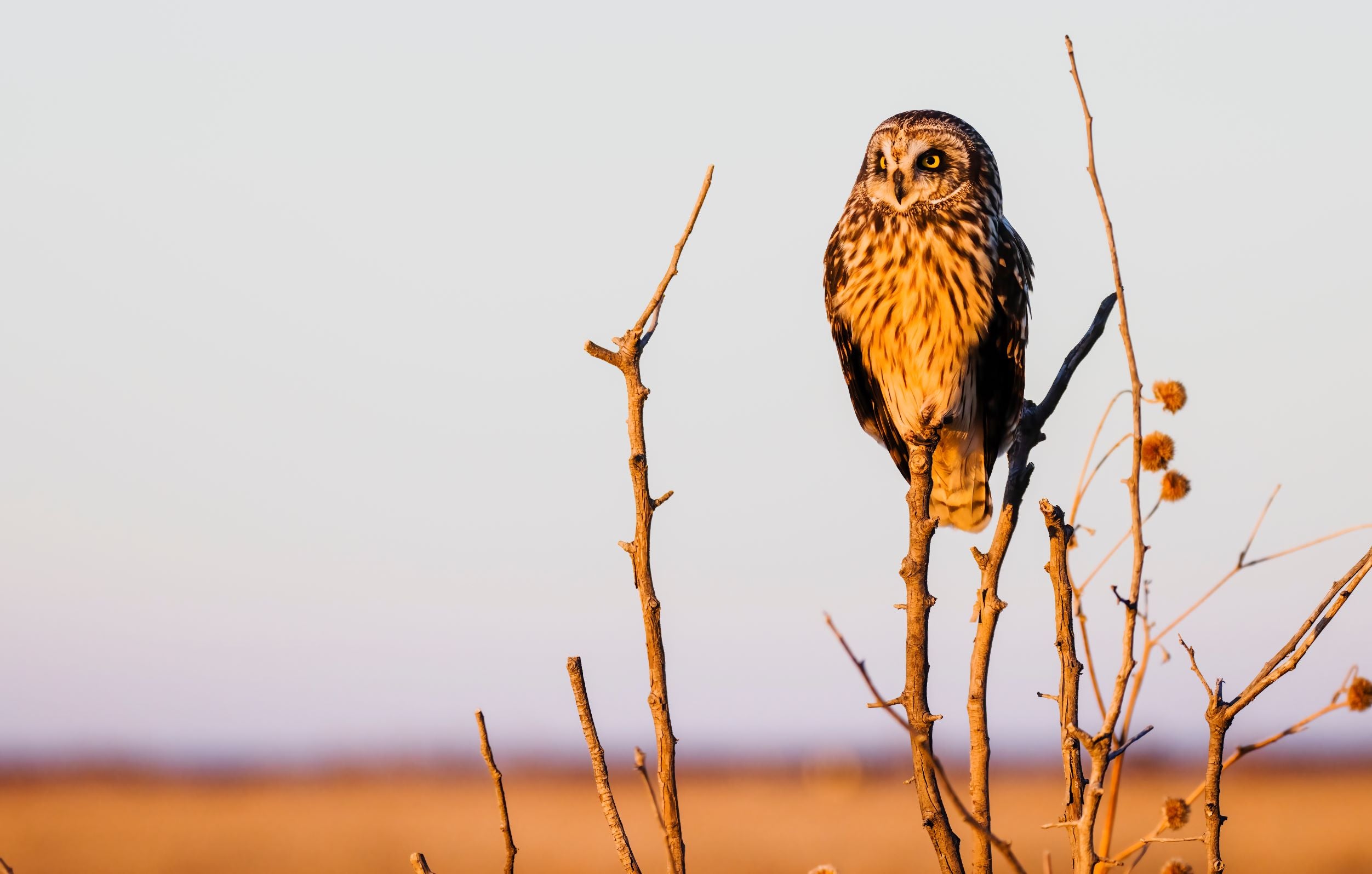 Short Eared Owl -8