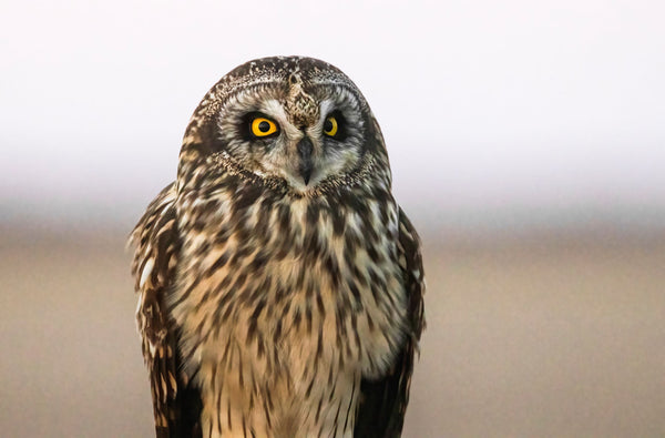 Short Eared Owl -7