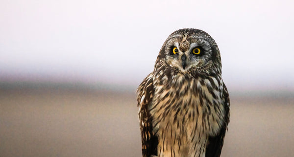 Short Eared Owl -6