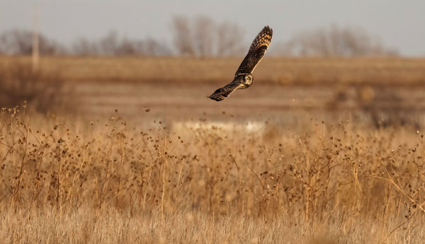 Short Eared Owl -5