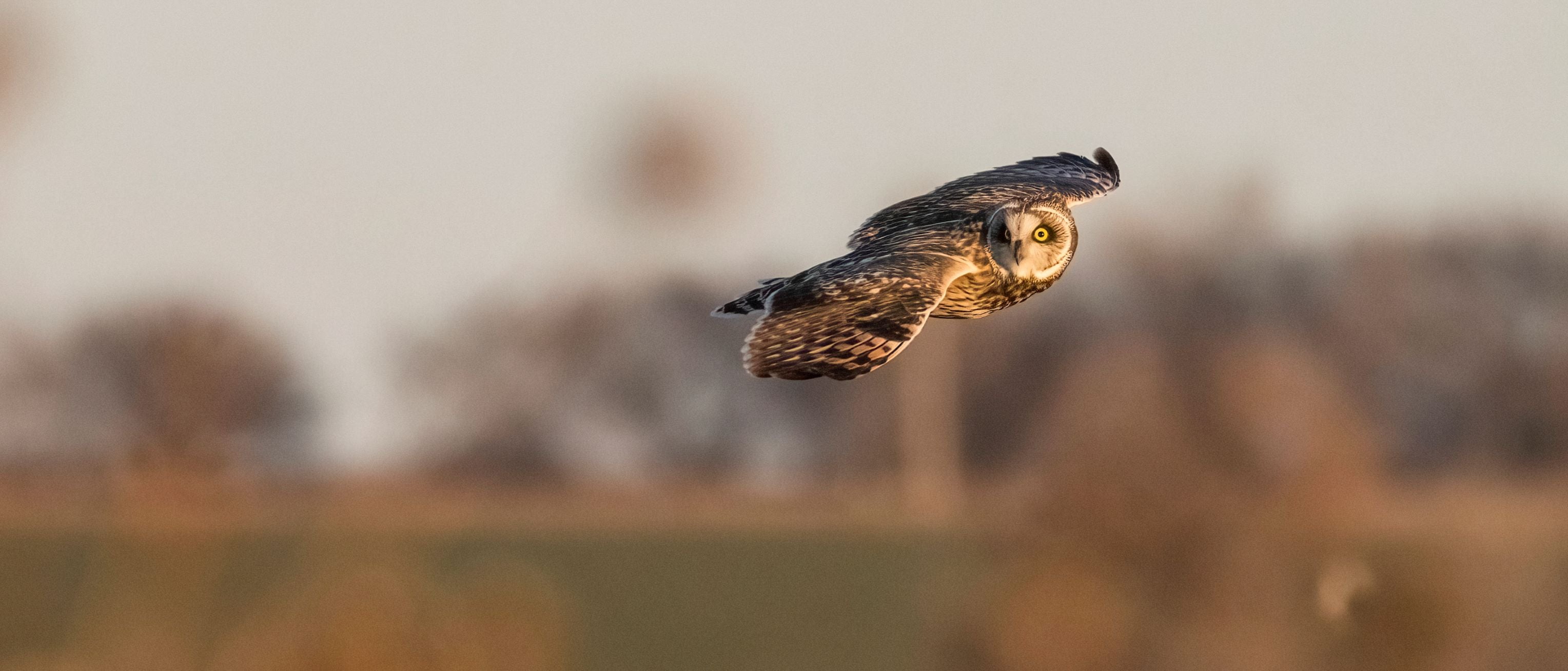 Short Eared Owl