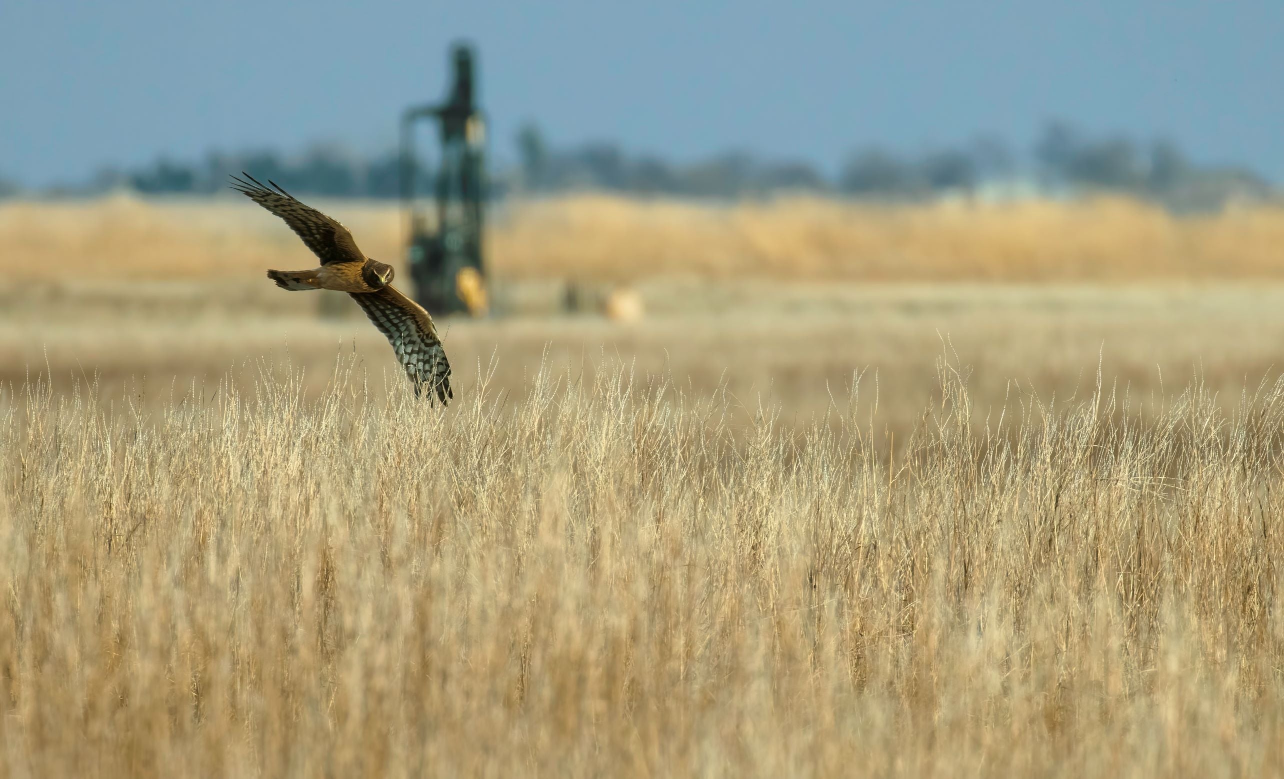 Northern Harrier