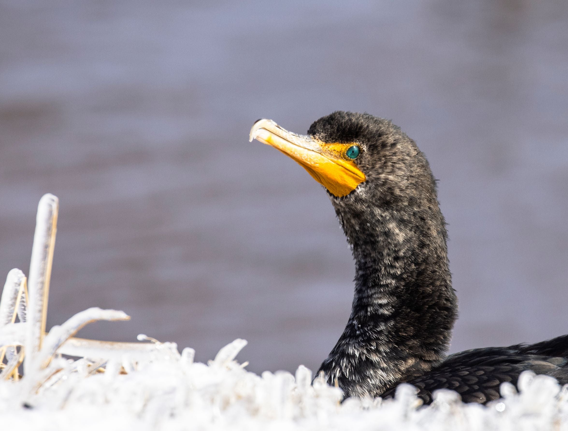 Double-Crested Cormorant in Snow