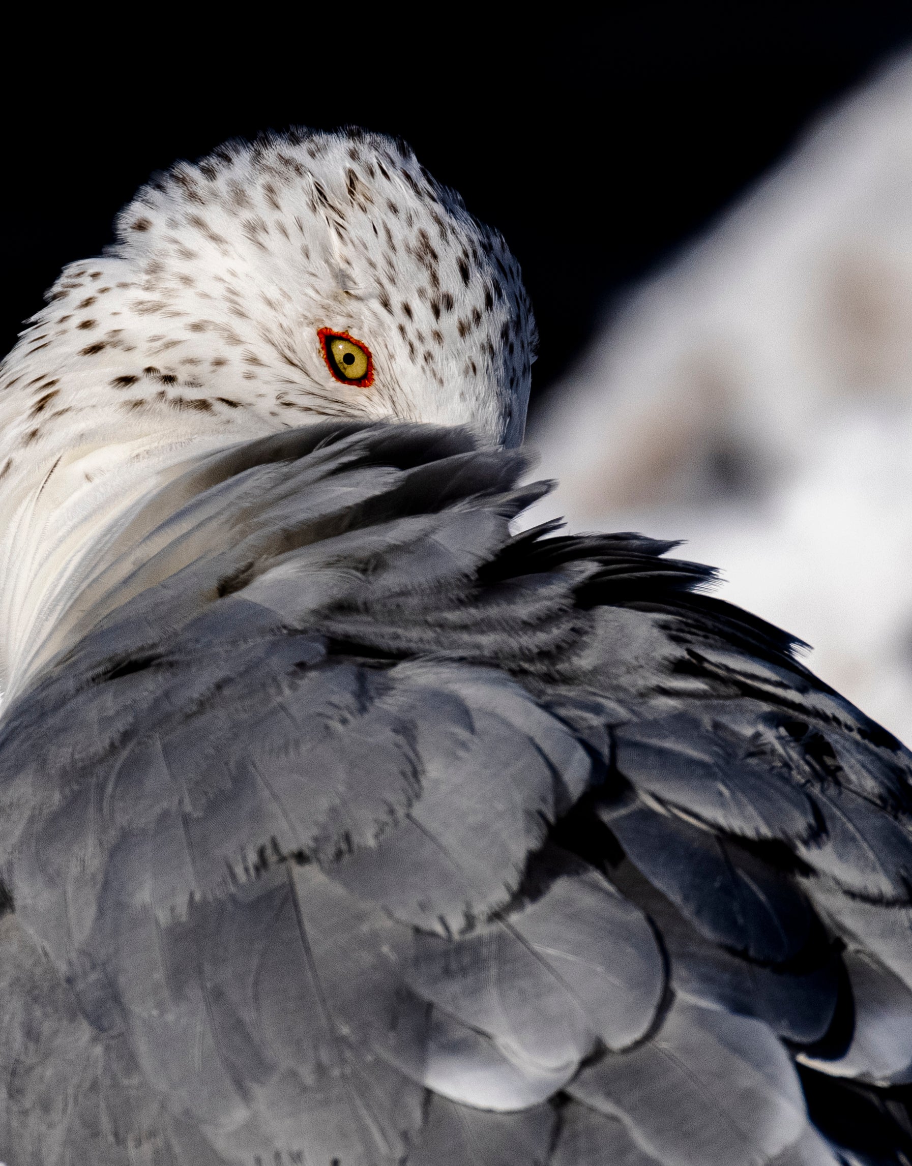 Ring-Billed Gull