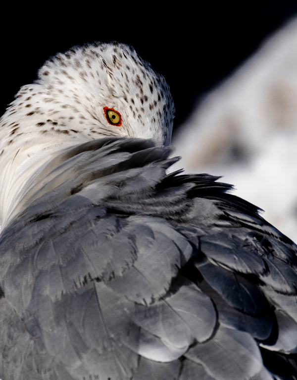 Ring-Billed Gull