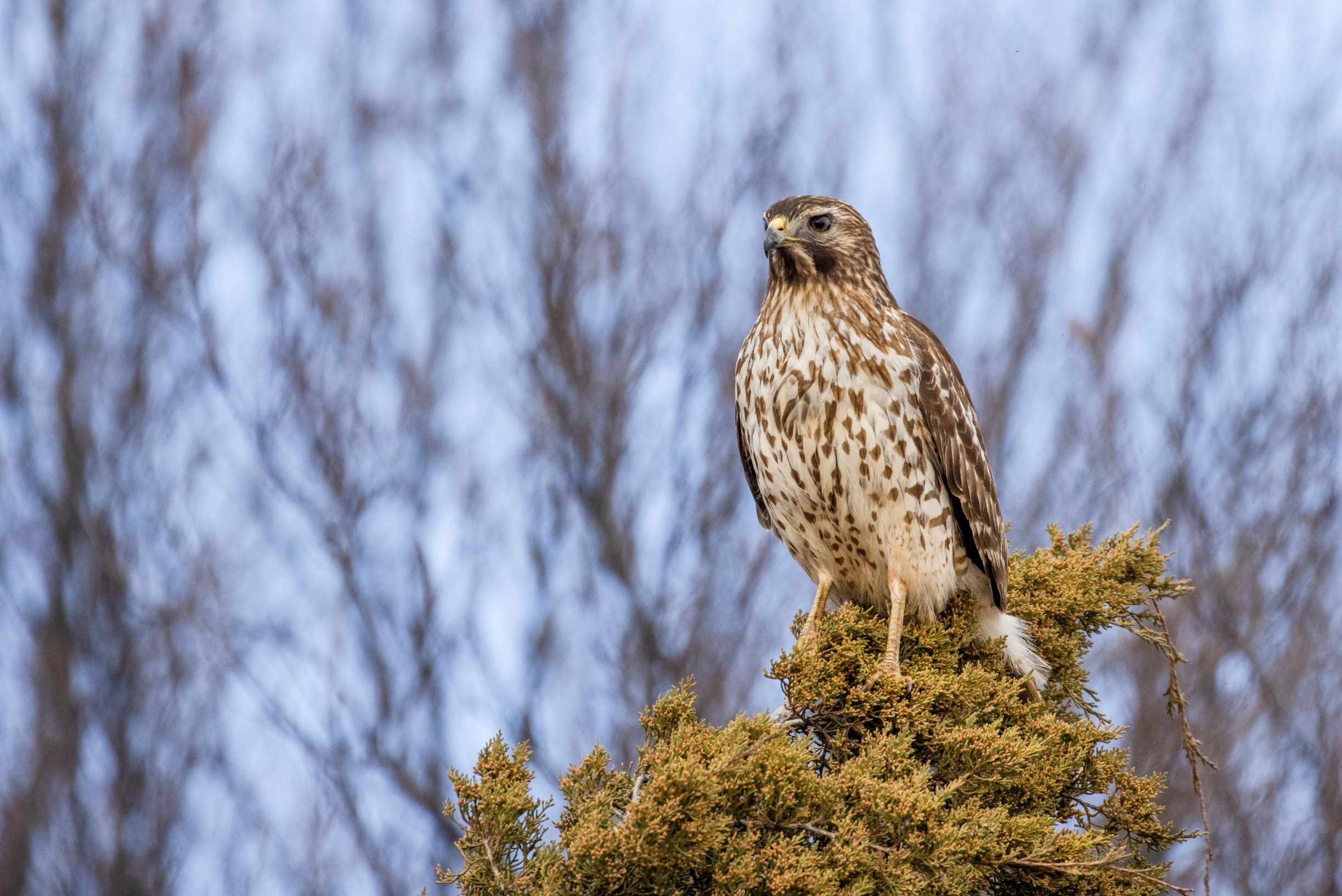 Red Shoulder Hawk -2