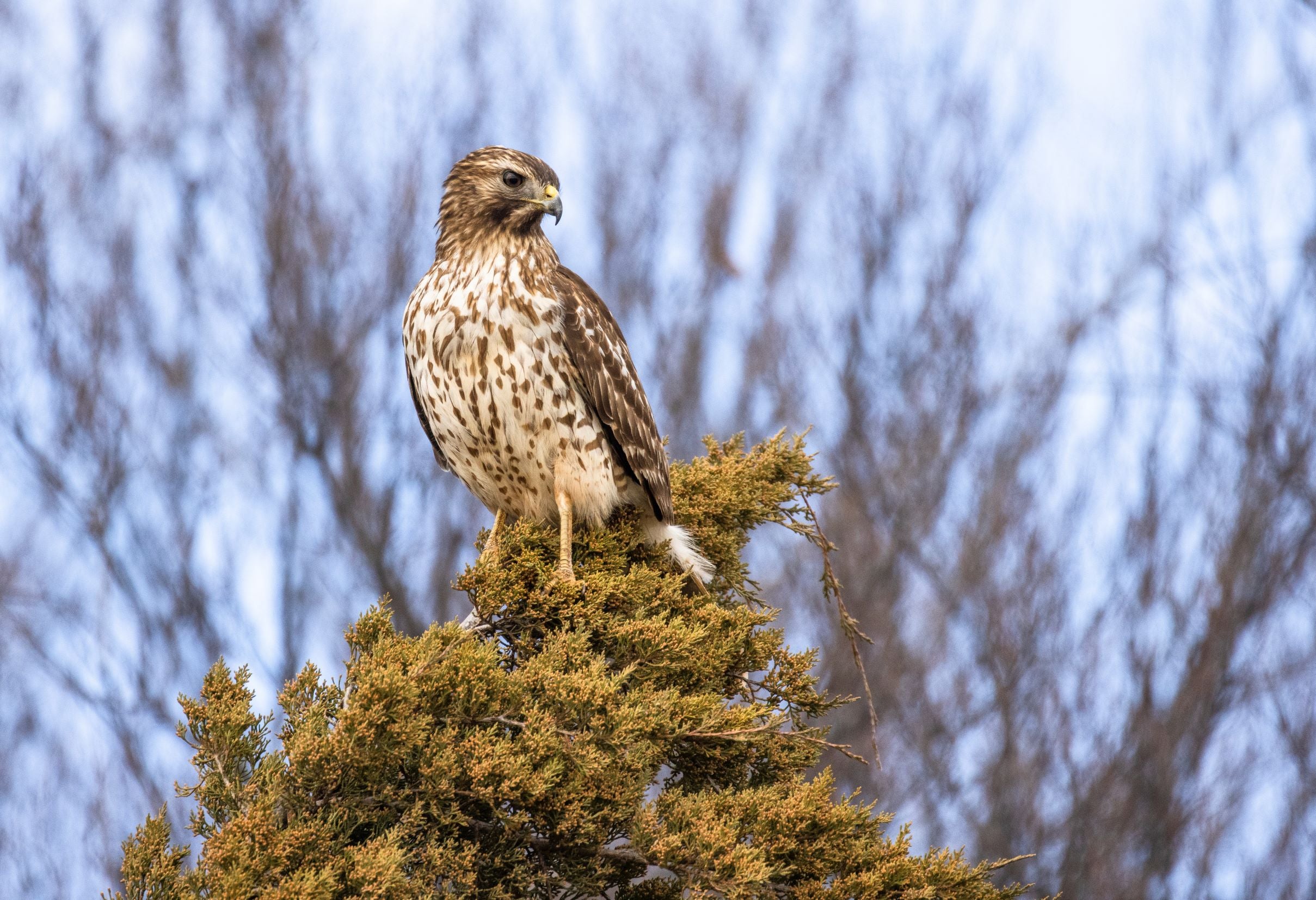 Red Shoulder Hawk