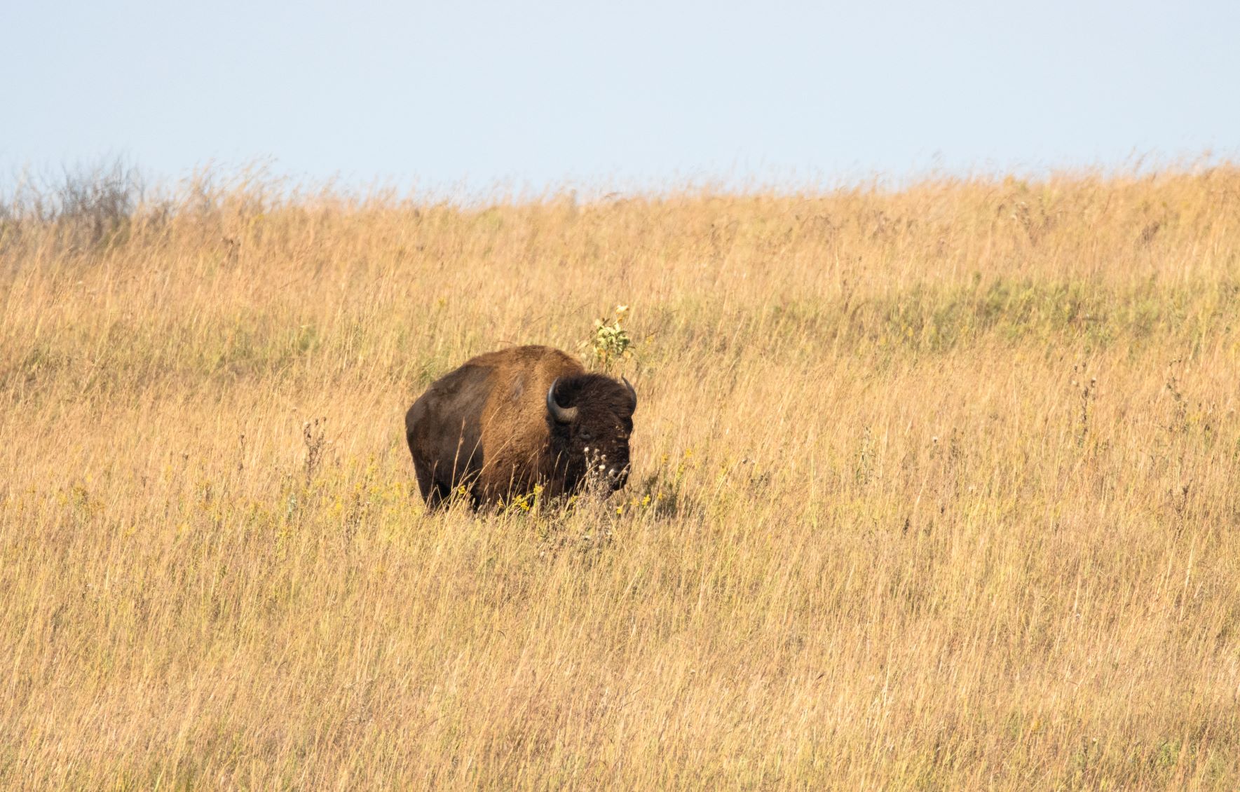 Bison