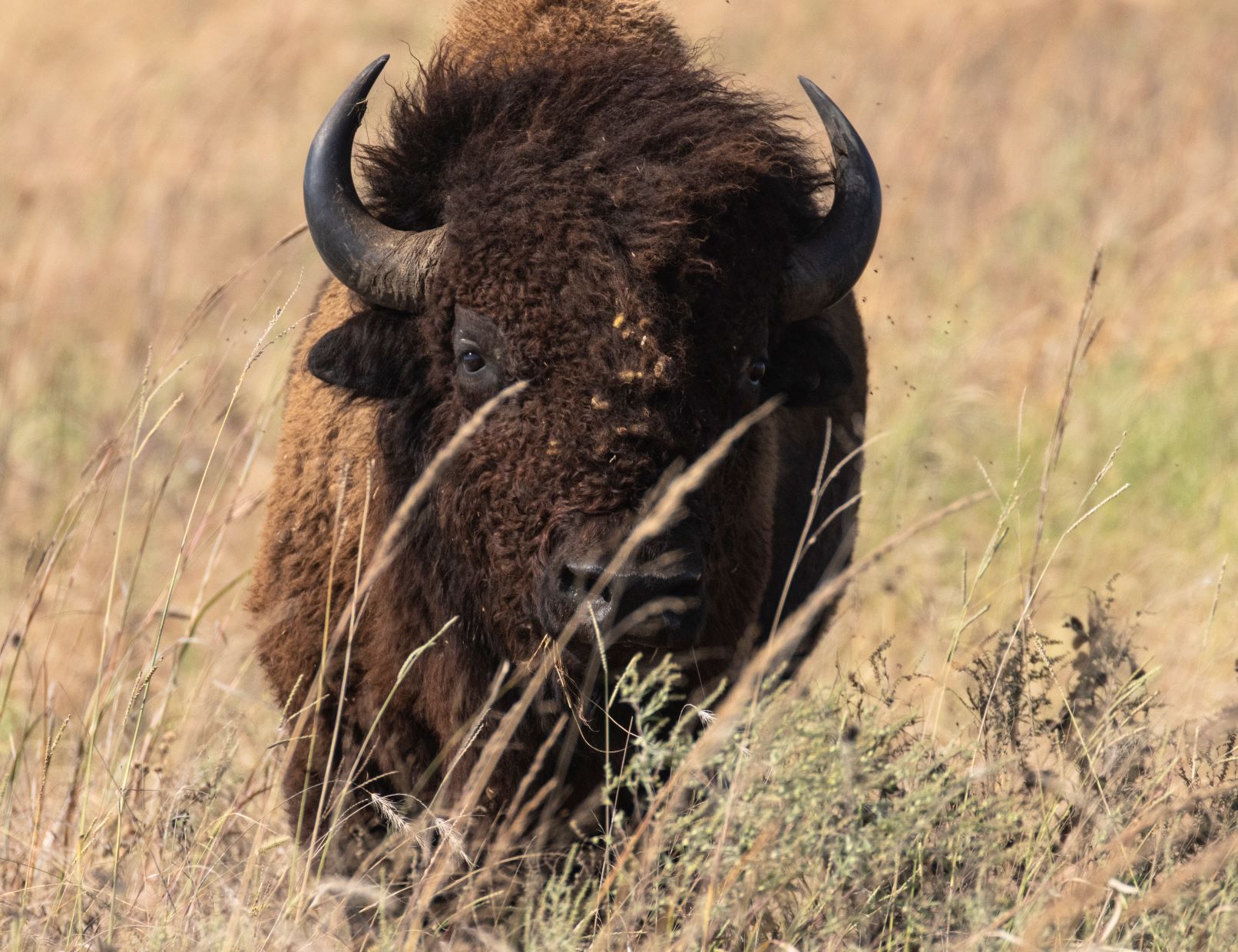 Bison Face