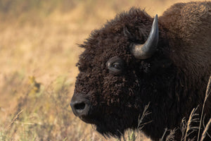 Bison Side Profile