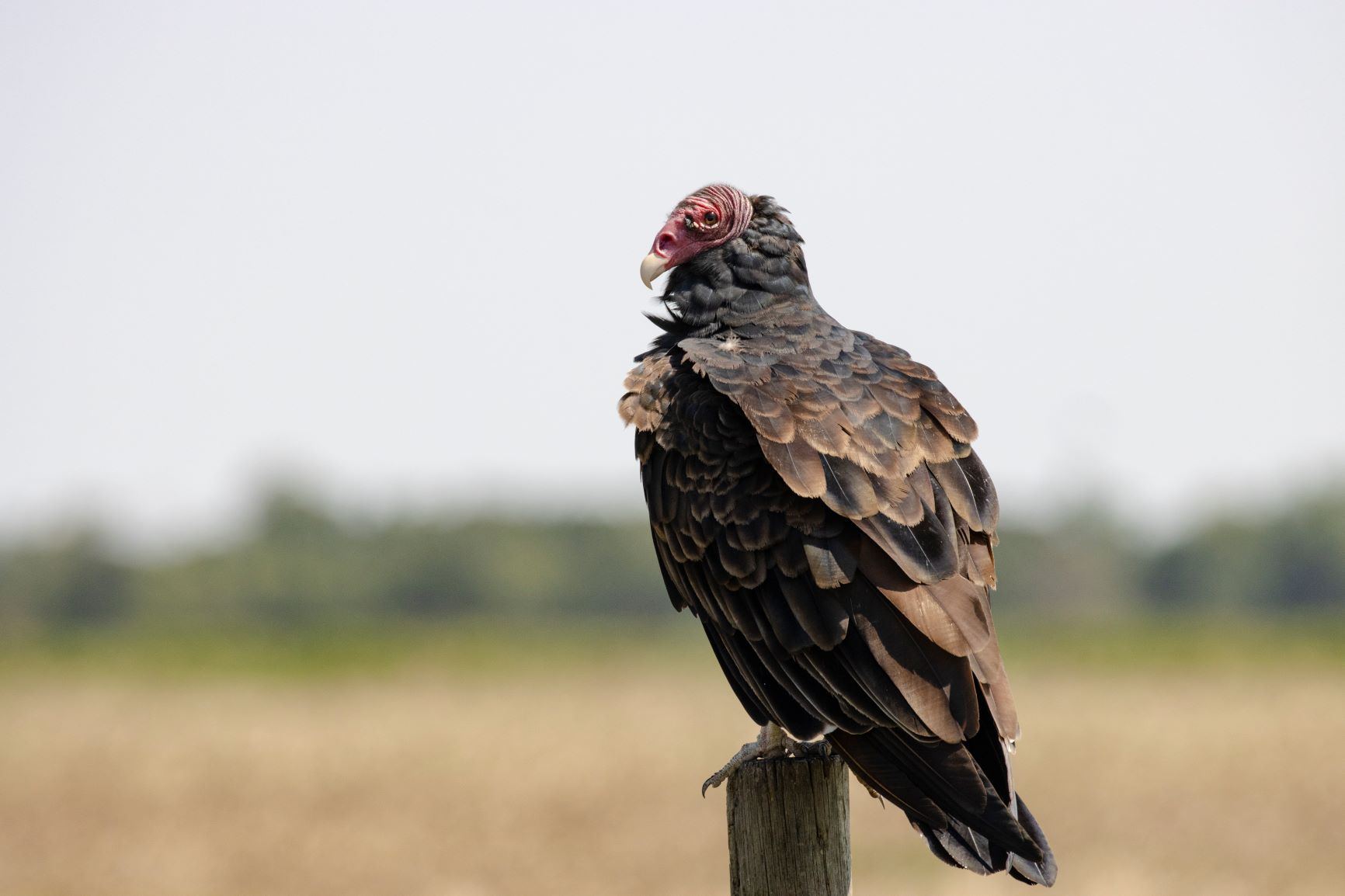 Turkey Vulture