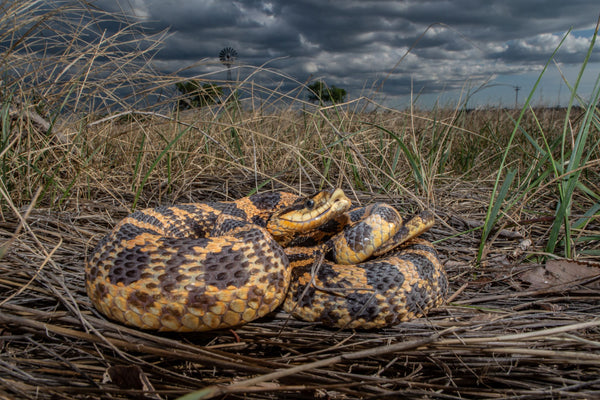 Eastern Hognose Snake