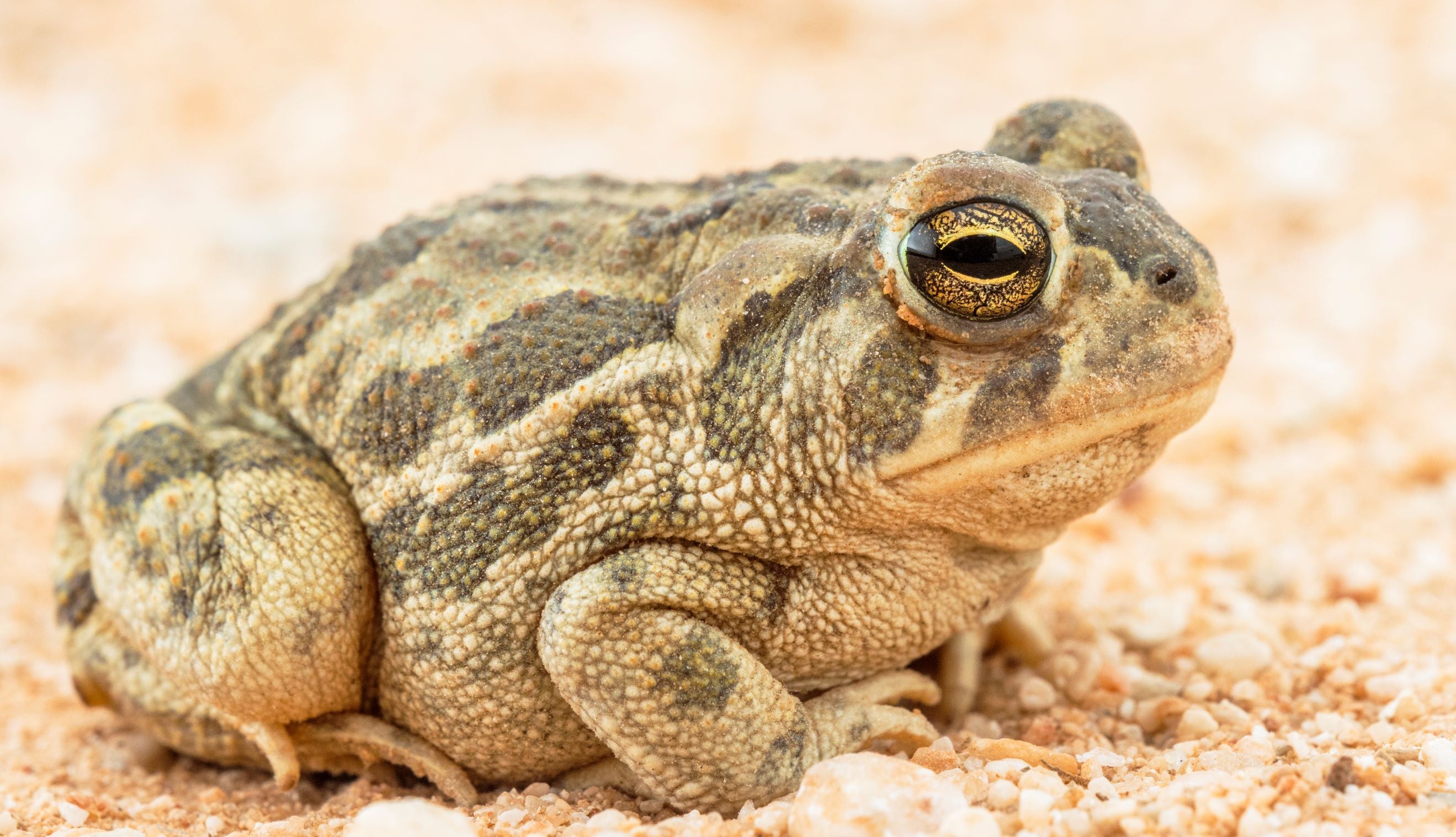 Great Plains Toad