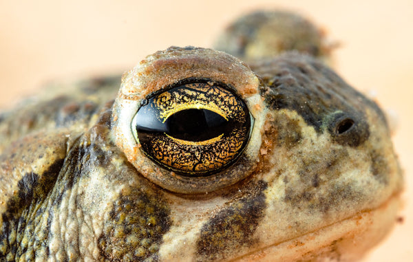 Great Plains Toad