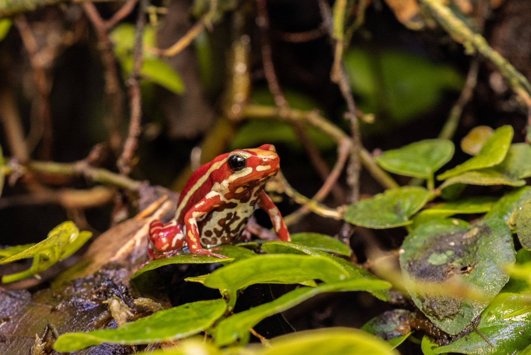 Santa Isabel Dart Frog