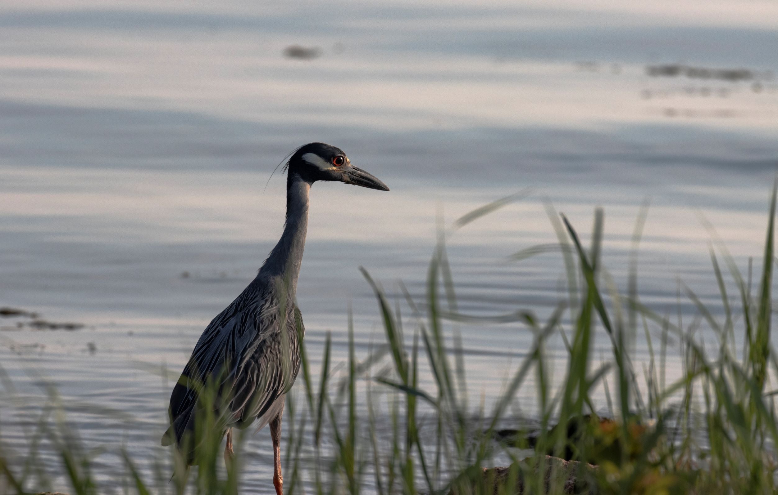 Yellow-Crowned Night Heron