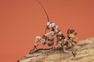 Juvenile Asian Spiny mantis
