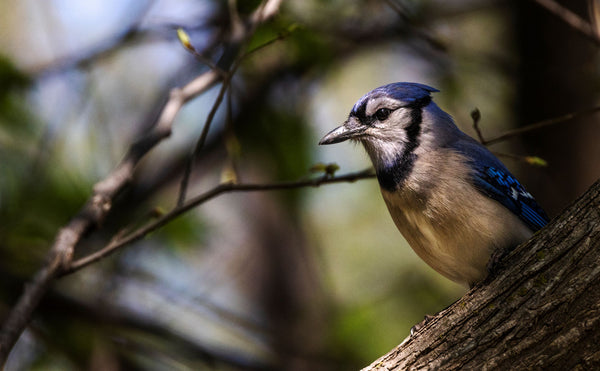 Blue Jay