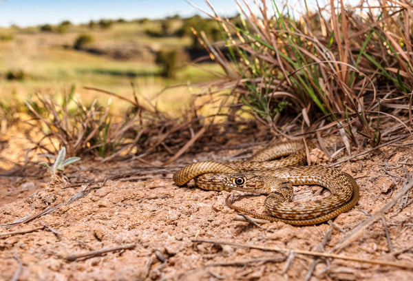 Western Coachwhip